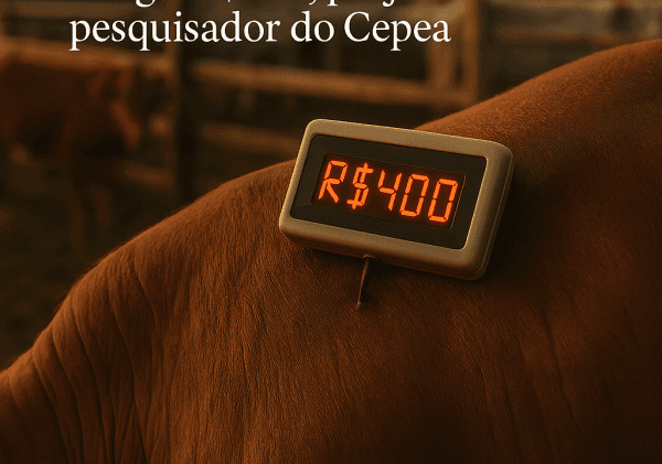 Arroba do boi gordo pode atingir R$400, projeta pesquisador do Cepea
